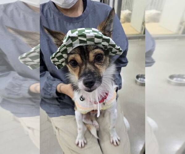 Medium Photo #3 Chihuahua-Unknown Mix Puppy For Sale in Agoura Hills, CA, USA
