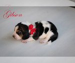 Puppy Gibson Basset Hound