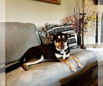 Small #2 Australian Kelpie-Huskies  Mix