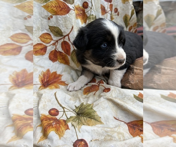 Medium Photo #3 Australian Shepherd Puppy For Sale in COTOPAXI, CO, USA