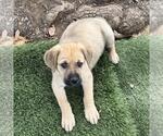 Small #6 Labrador Retriever Mix