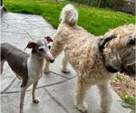 Small #2 Italian Greyhound Mix