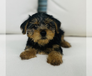 Yorkshire Terrier Puppy for sale in CINCINNATI, OH, USA