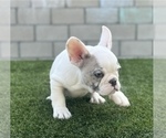 Small Photo #7 French Bulldog Puppy For Sale in PORTOLA VALLEY, CA, USA