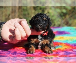 Poodle (Toy) Puppy for sale in UNION CITY, TN, USA