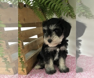 Schnoodle (Miniature) Puppy for Sale in GOSHEN, Indiana USA