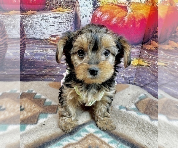 Medium Photo #12 Morkie Puppy For Sale in CASSVILLE, MO, USA