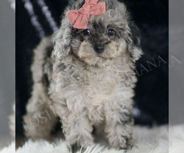 Medium Photo #4 Poodle (Toy) Puppy For Sale in WARSAW, IN, USA