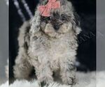 Small #3 Poodle (Toy)