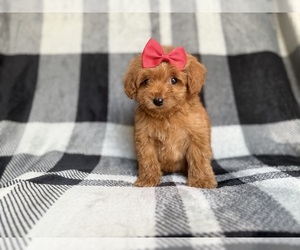 Cockapoo (Miniature) Puppy for sale in LAKELAND, FL, USA