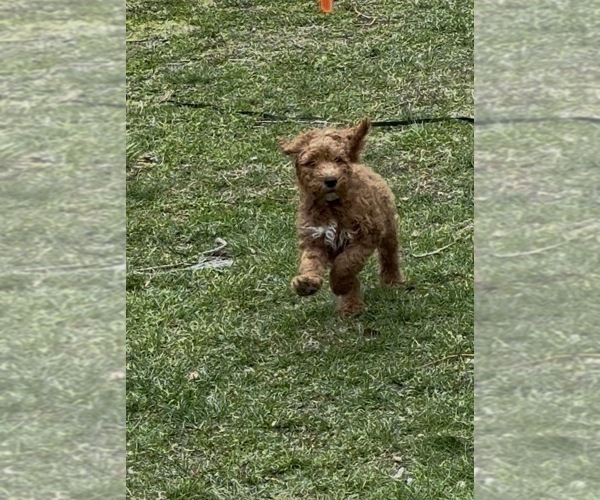 Medium Photo #4 Goldendoodle mix (+ Poodle Standard) Puppy For Sale in CLEVELAND, OH, USA