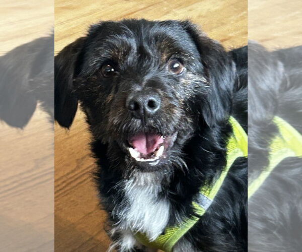 Medium Photo #3 Mutt Puppy For Sale in Omaha, NE, USA