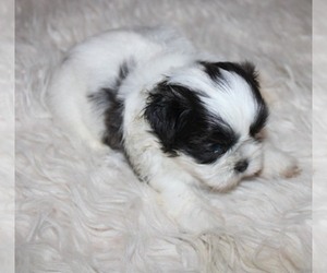Shih Tzu Puppy for sale in THAYER, KS, USA