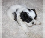 Image preview for Ad Listing. Nickname: Lil  Binki