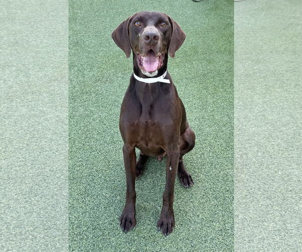Medium Photo #3 German Shorthaired Pointer Puppy For Sale in Fort Worth, TX, USA
