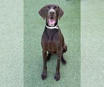 Small #2 German Shorthaired Pointer