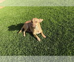 Small #2 Chihuahua