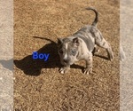 Puppy 2 American Bully