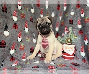 Pug Puppy for sale in LAKELAND, FL, USA