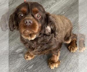 Buster - Male Cavalier King Charles Spaniel Dog for Adoption - Photo #6