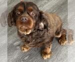 Small #5 Cavalier King Charles Spaniel