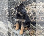 Small #3 German Shepherd Dog
