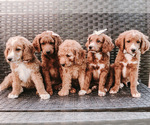 Small Photo #11 Goldendoodle Puppy For Sale in MOAB, UT, USA