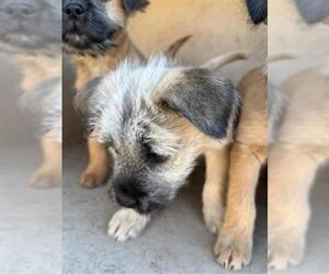 Mutt Dogs for adoption in Oklahoma City, OK, USA