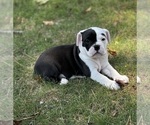 Puppy Jade Olde English Bulldogge