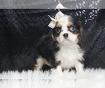 Small Photo #1 Cavalier King Charles Spaniel Puppy For Sale in WARSAW, IN, USA