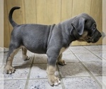 Small Photo #2 American Bully Puppy For Sale in EGG HARBOR CITY, NJ, USA