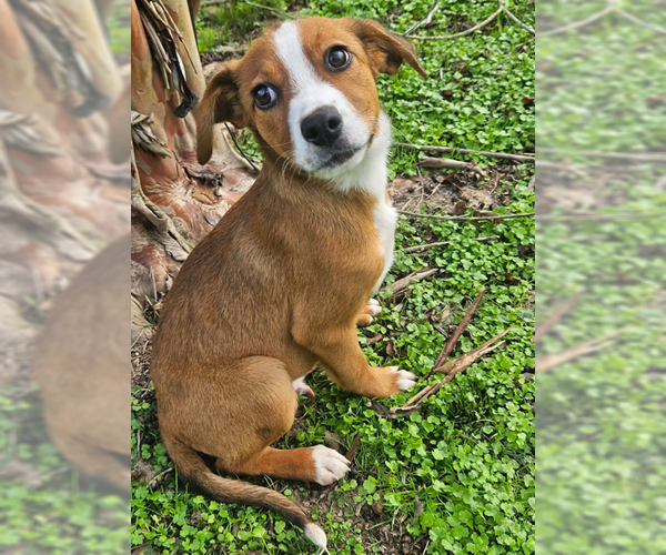 Medium Photo #7 Australian Shepherd-Beagle Mix Puppy For Sale in Wakefield, RI, USA