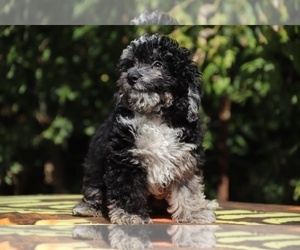 Poodle (Miniature) Puppy for sale in DYERSBURG, TN, USA
