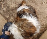 Small #1 Shih Tzu