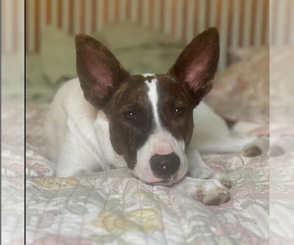 Medium Photo #1 Mutt Puppy For Sale in Hayward, CA, USA