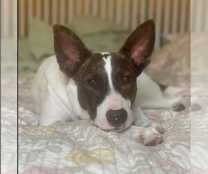 Mutt Dogs for adoption in Hayward, CA, USA