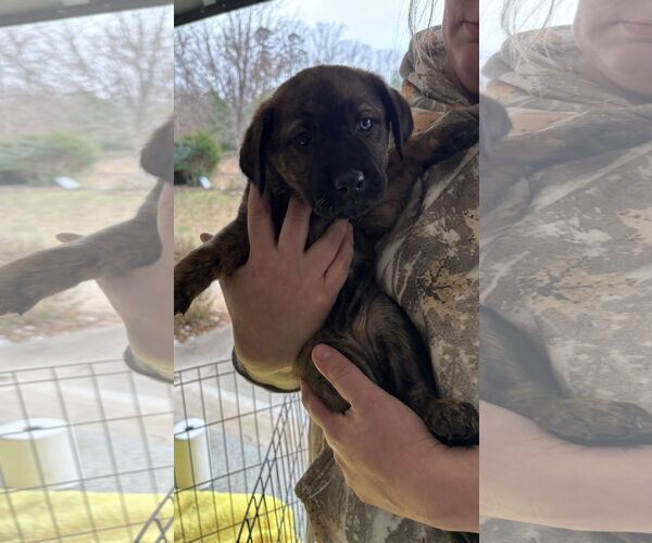 Medium Photo #3 Gerberian Shepsky Puppy For Sale in Holly Springs, NC, USA