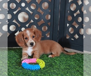 Dachshund Puppy for sale in MOUNT VERNON, OH, USA