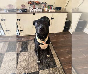 Labrador Retriever-Unknown Mix Dogs for adoption in Springdale, PA, USA