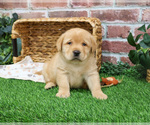 Small #16 Labrador Retriever