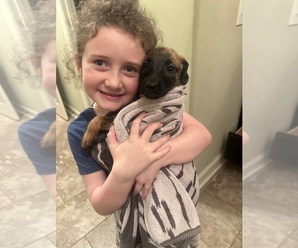 Medium Photo #23 Belgian Malinois Puppy For Sale in ATHENS, AL, USA