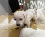 Small Photo #6 Labrador Retriever Puppy For Sale in AZUSA, CA, USA