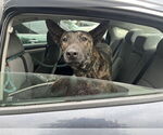 Small #7 Dutch Shepherd  Mix