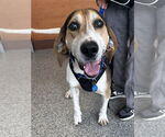 Small #3 Treeing Walker Coonhound Mix
