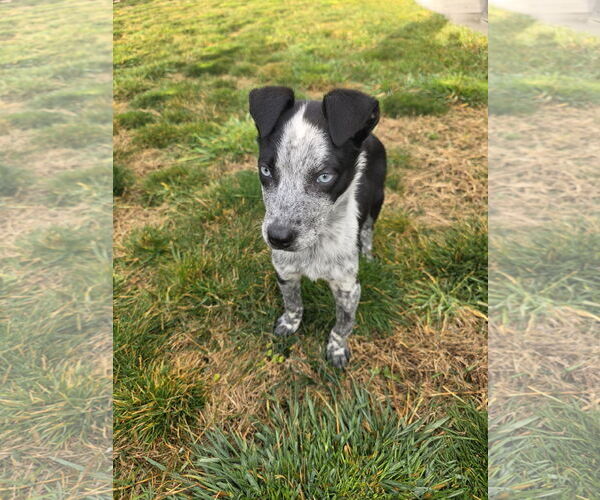 Medium Photo #2 Mutt Puppy For Sale in Sandy, UT, USA