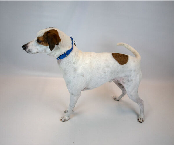 Medium Photo #2 Mutt Puppy For Sale in Kennesaw, GA, USA