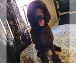 Small Photo #4 Poodle (Standard) Puppy For Sale in SAN BERNARDINO, CA, USA
