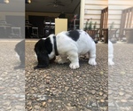 Small Photo #8 Basset Hound Puppy For Sale in DALTON, GA, USA