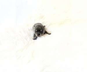 Chihuahua Puppy for sale in SACRAMENTO, CA, USA