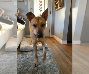 Carolina Dog-Unknown Mix Dogs for adoption in Shillington, PA, USA